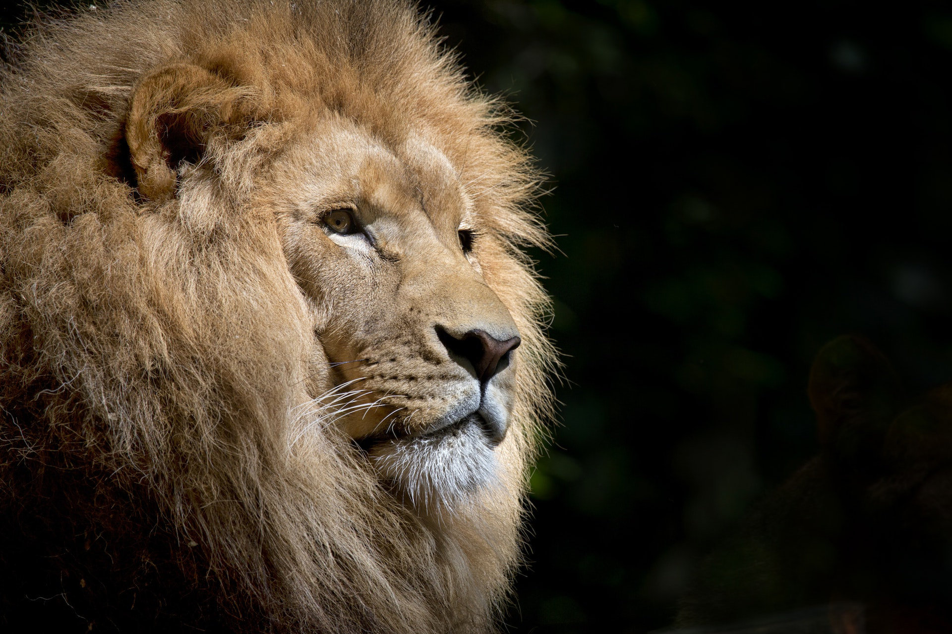 A lion preparing to seize a great opportunity